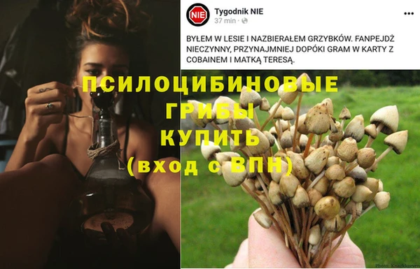 прущие грибы Пестово